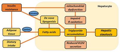 Circadian Clock Genes in the Metabolism of Non-alcoholic Fatty Liver Disease